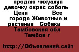 продаю чихуахуа девочку,окрас соболь › Цена ­ 25 000 - Все города Животные и растения » Собаки   . Тамбовская обл.,Тамбов г.